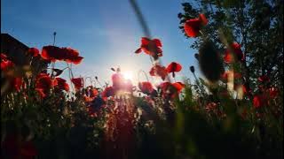 Pink Poppy | Cinematic video | 4K | Samsung Galaxy S21 Ultra