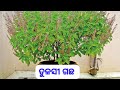 🕉️ ତୁଳସୀ ଭକ୍ତିର ପ୍ରତୀକ ଓ ସ୍ୱାସ୍ଥ୍ୟର ରକ୍ଷକ।