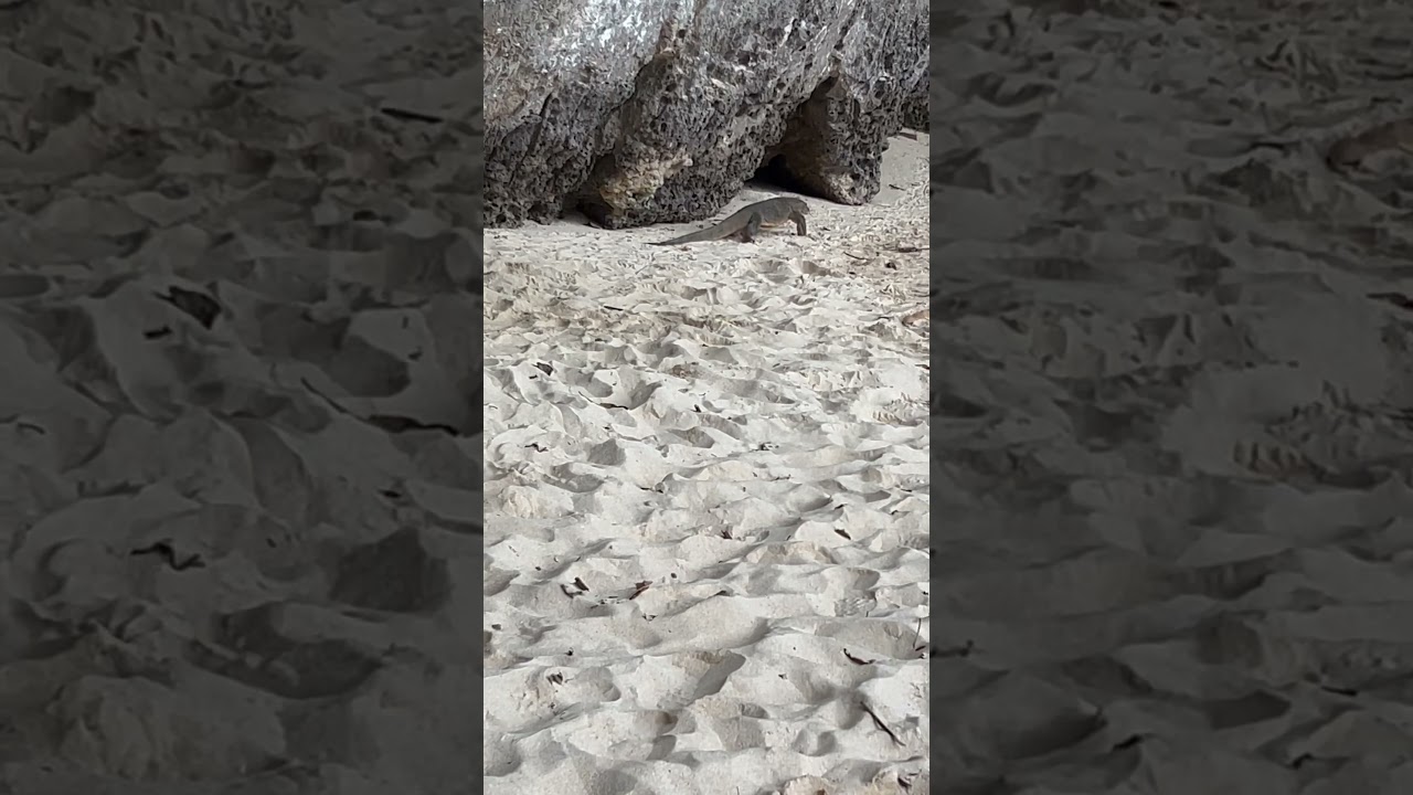 OMG!! An Enormous Lizard Lumbered Across The Beach 🦎🏝️🇹🇭 