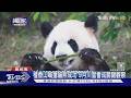 #獨家 最快9月川習會前! 夏威夷盼迎貓熊 中共軟實力深入第三島鏈｜TVBS新聞