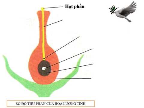 Khoa học: Sự sinh sản của thực vật có hoa