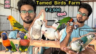 Exotic Tamed Birds's | வீ்ட்டு மாடியில் இவ்ளோ Bird’s | Talking birds | Sun conure, Lorry kit