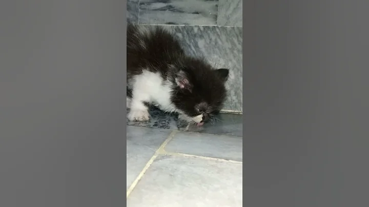 Watch the video about Persian black & white kitten | #persian #cats #animals