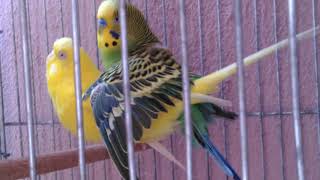 Kizişan Muhabbet Kuşu Çi̇ftleşmesi̇. Budgi̇e Mati̇ng