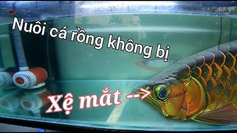 Nuôi cá rồng sao cho không bị xệ mắt? Những cách nuôi cá rồng để tráng bị xệ mắt | Louis Ngô Lộc