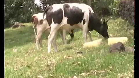 Kisoro farmers say NAADS gave them poor quality cattle