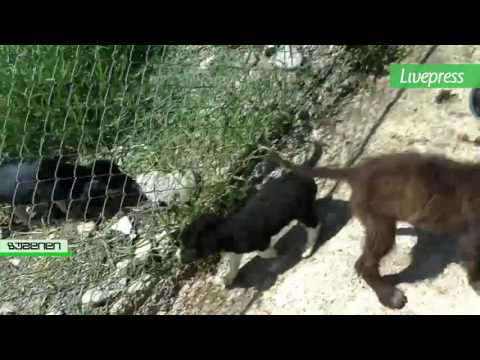 ბათუმის ცხოველთა თავშესაფარი