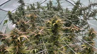 Outdoor grow 2022 update #29