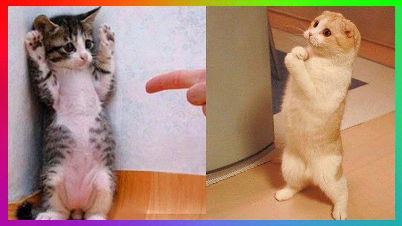 CUTE ANIMALS DOING FUNNY THINGS Funny And Crazy Animals Compilation