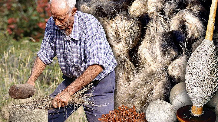 The linen. Cultivation, harvesting of the plant an...
