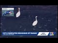 Orlando completes relocation of all Lake Eola swans, city says