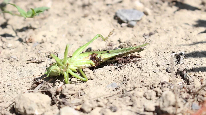 Canon EOS 100d macro video test with 18-55 mm IS STM lens