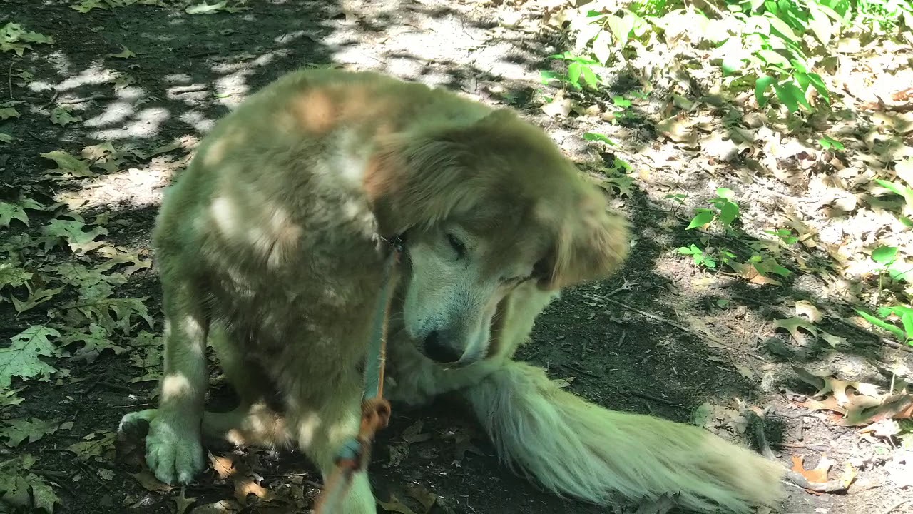 Dog Hike at Beaver Brook Reservation in Belmont MA