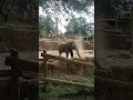 Asain Tropical Elephant's at Busch Gardens Tampa Florida