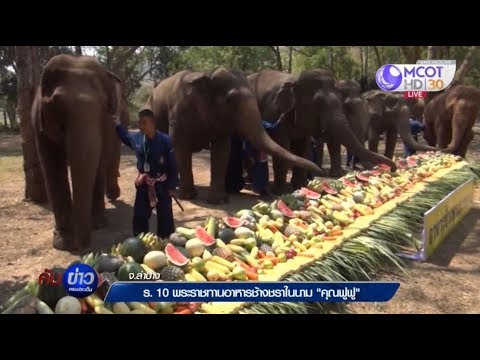 ร.10 พระราชทานอาหารช้างชราในนาม “คุณฟูฟู”