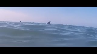 Дельфины на пляже Витязево Анапа август 2022
