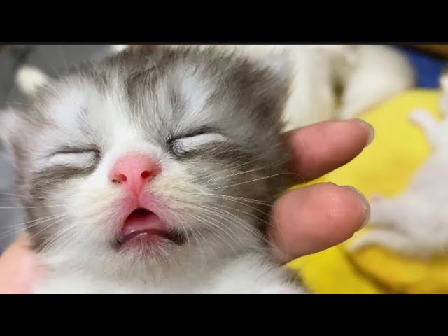 ♡ JV ♡ on Twitter  Funny cute cats, Cute cats, Cute baby cats