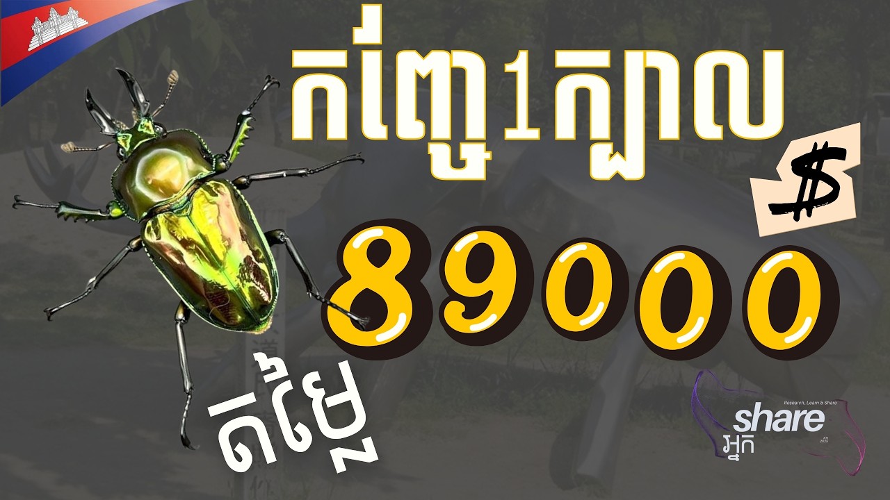 សត្វកញ្ចែ ជាសត្វល្អិតថ្លៃបំផុតក្នុងលោក_(Stag Beetle, The Most Expensive Insect on Earth)