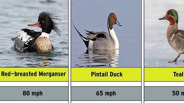 Fastest Birds in the World Speed Comparison | How Fast Can Birds Fly? Speed Test Comparison