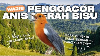 Download Lagu MACETAN PASTI NYAUT, ANIS MERAH GACOR INI 1000% JITU TUK PANCINGAN ANIS MERAH MACET BIAR BUNYI | 14 MP3 Download Lagu MACETAN PASTI NYAUT, ANIS MERAH GACOR INI 1000% JITU TUK PANCINGAN ANIS MERAH MACET BIAR BUNYI | 14 MP3