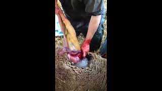 Caesarean Section Delivery Performed By Veterinarian Doctor in Pregnant Sheep