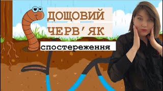 Спостереження за дощовим черв‘яком#розвитокдитини #длядітей #дошкілля