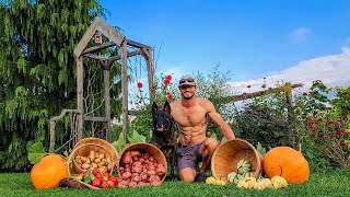 Harvesting NO DIG Potatoes and GIANT PUMPKINS _ Early Fall Harvest  // Whitt Acres