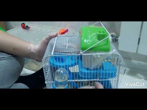 Video: Suriya hamsterlari: tasnifi, tavsifi va parvarishi