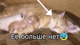 Кошка погибла, котята теперь никогда не увидят маму. Влог: привезла собак погостить у родителей. Кошка погибла, котята теперь никогда не увидят маму. Влог: привезла собак погостить у родителей.