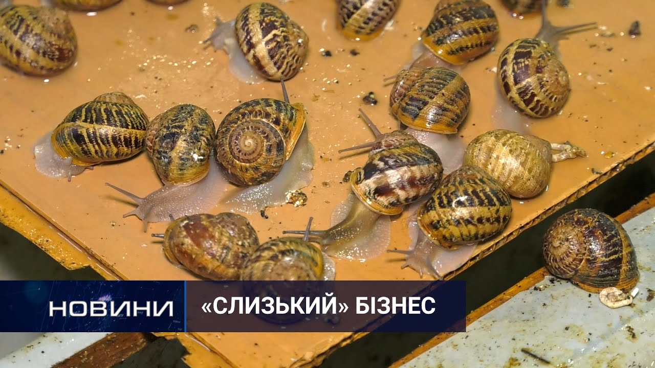 Новоушицький юнак експортує до ЄС равликів, котрих розводить сам. Перший Подільський 13.05.2021