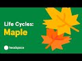 Exploring the Maple Tree's Seasonal Journey