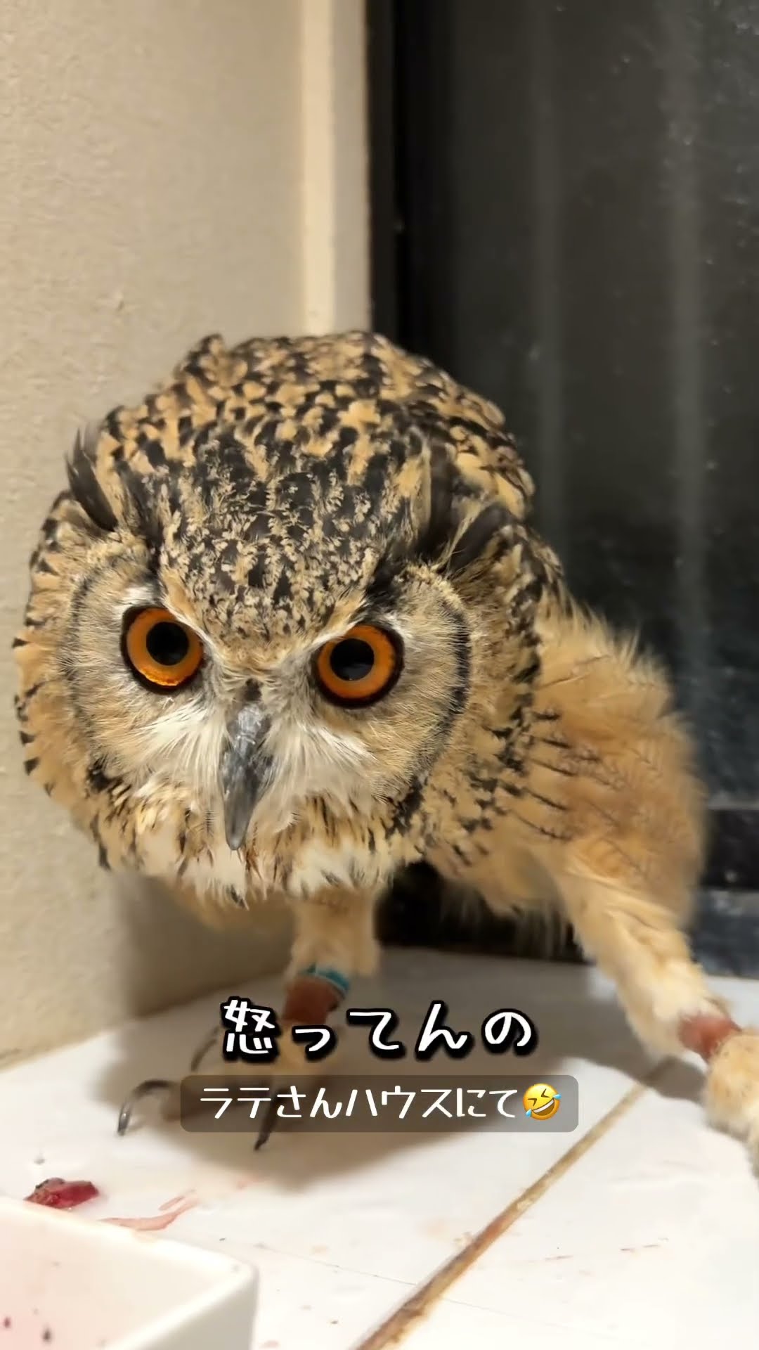 82歳ばあちゃんとラテちゃん - YouTube
