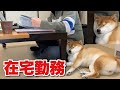 【柴犬】お父さんの在宅勤務が嬉しくていつも以上に甘えん坊になる犬。
