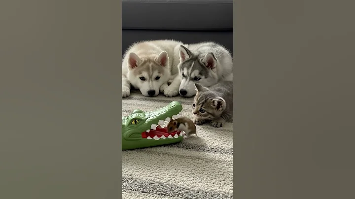 Hamster: ‘I got this, guys!’ 🐹🔥😆 thumbnail