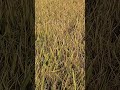 Agriculture-Rice Crop #youtubeshorts #ricefarming #rice #ricecrop #hometown #stunning #feeding