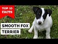 Smooth Fox Terrier - Top 10 Facts (The Gentleman Terrier) の動画、YouTube動画。