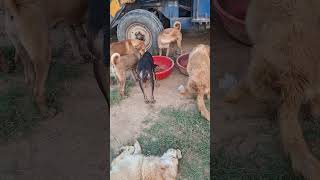 Patgri Or Rush Khate Dogs