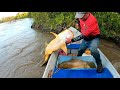 Pescando con carnadas de 1 kilo  pesca con carnadas gigantes