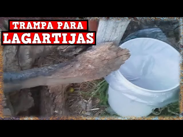 Trampa Para Lagartijas, iguanas y Otros Reptiles Automatica Casera