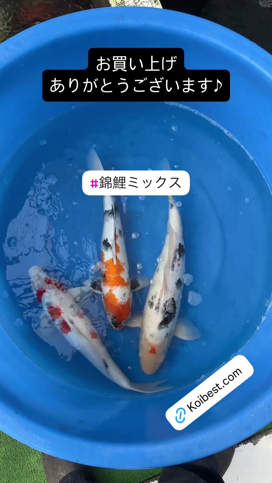 錦鯉土俵入り 2020年11月28日～29日 第21回北陸地区総合錦鯉品評会 場所 手取