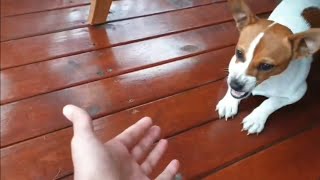Jack Russell terrier aggressive