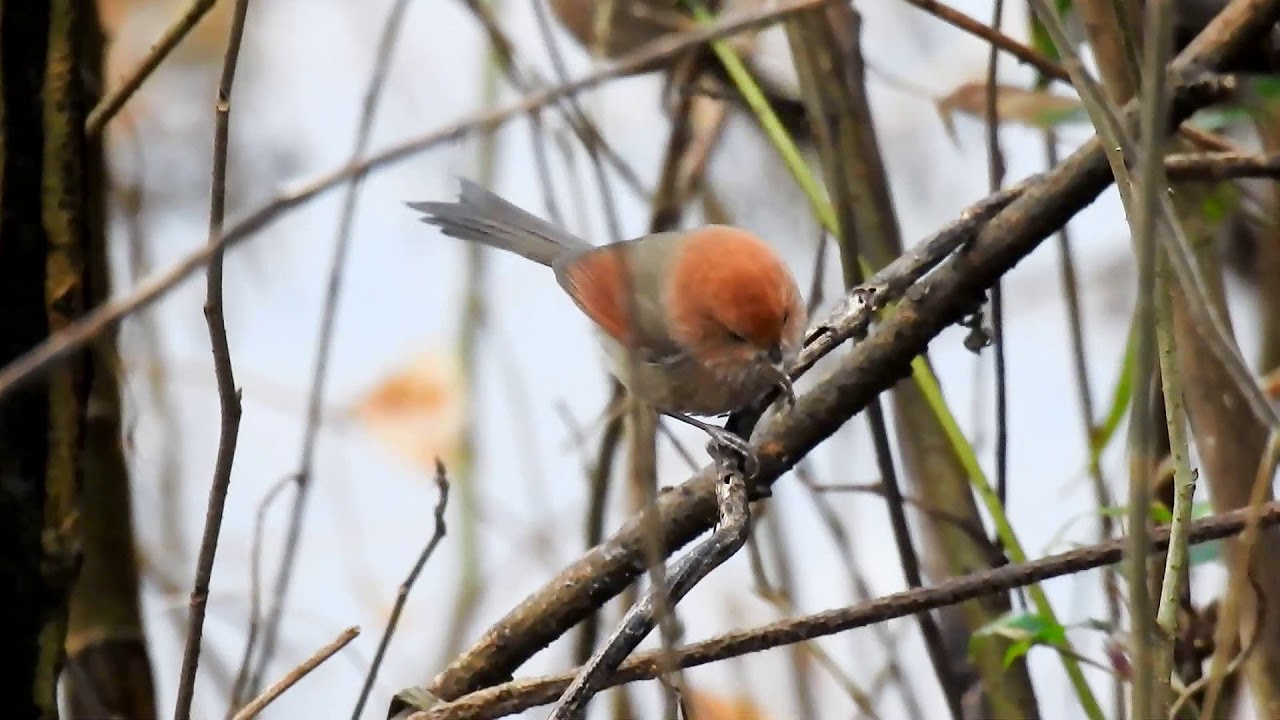 Parrotbill Vinous throated DSCN7520 