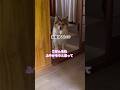 季節の変わり目ですかね #ポメコギ #愛犬のいる暮らし #田舎暮らし