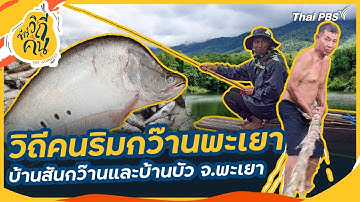 วิถีคนริมกว๊านพะเยา บ้านสันกว๊านและบ้านบัว อ.เมืองพะเยา จ.พะเยา | ซีรีส์วิถีคน