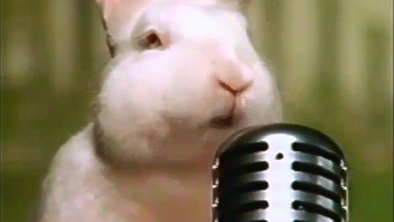 Singing Bunny.
