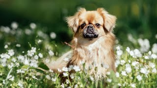 The Essential Grooming Guide for Cocker Spaniels