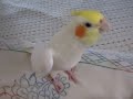 オカメインコ　フクちゃんが歌う「となりのトトロ」 Cockatiel singing