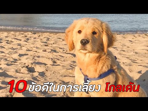 10 ข้อดีของการเลี้ยง โกลเด้น รีทรีฟเวอร์ Golden Retriever