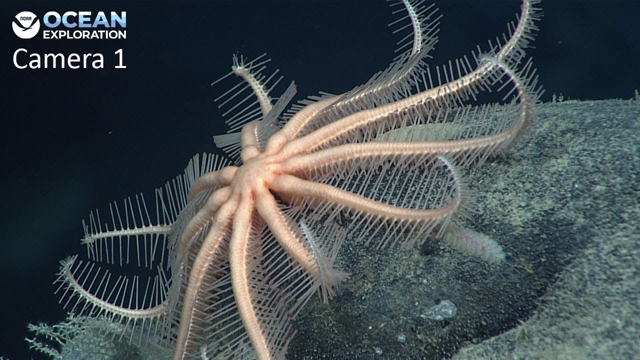 Camera 1: 2026 Cook Islands ROV Exploration (EX2605)