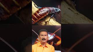 Can cockroach  survive without head ?| BS Chandra Mohan |Mlife daily